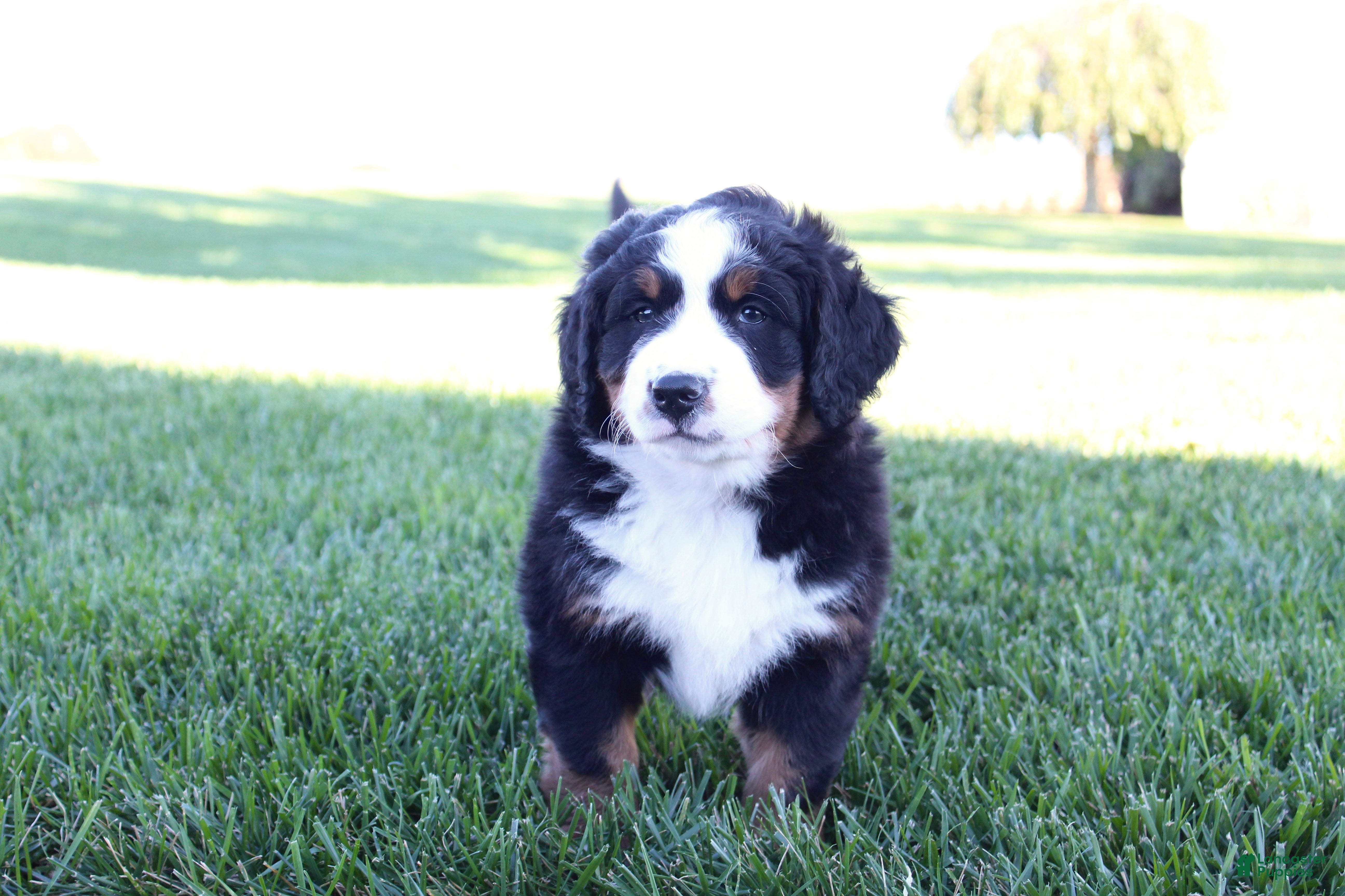 Bernedoodle dogs Milo - Ad 1