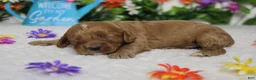 Cockapoo dogs for sale: Sherbet - Ad 5