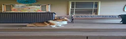 Welsh Corgi Pembroke dogs for sale: Welsh Corgi Pembroke 1 - Ad 7