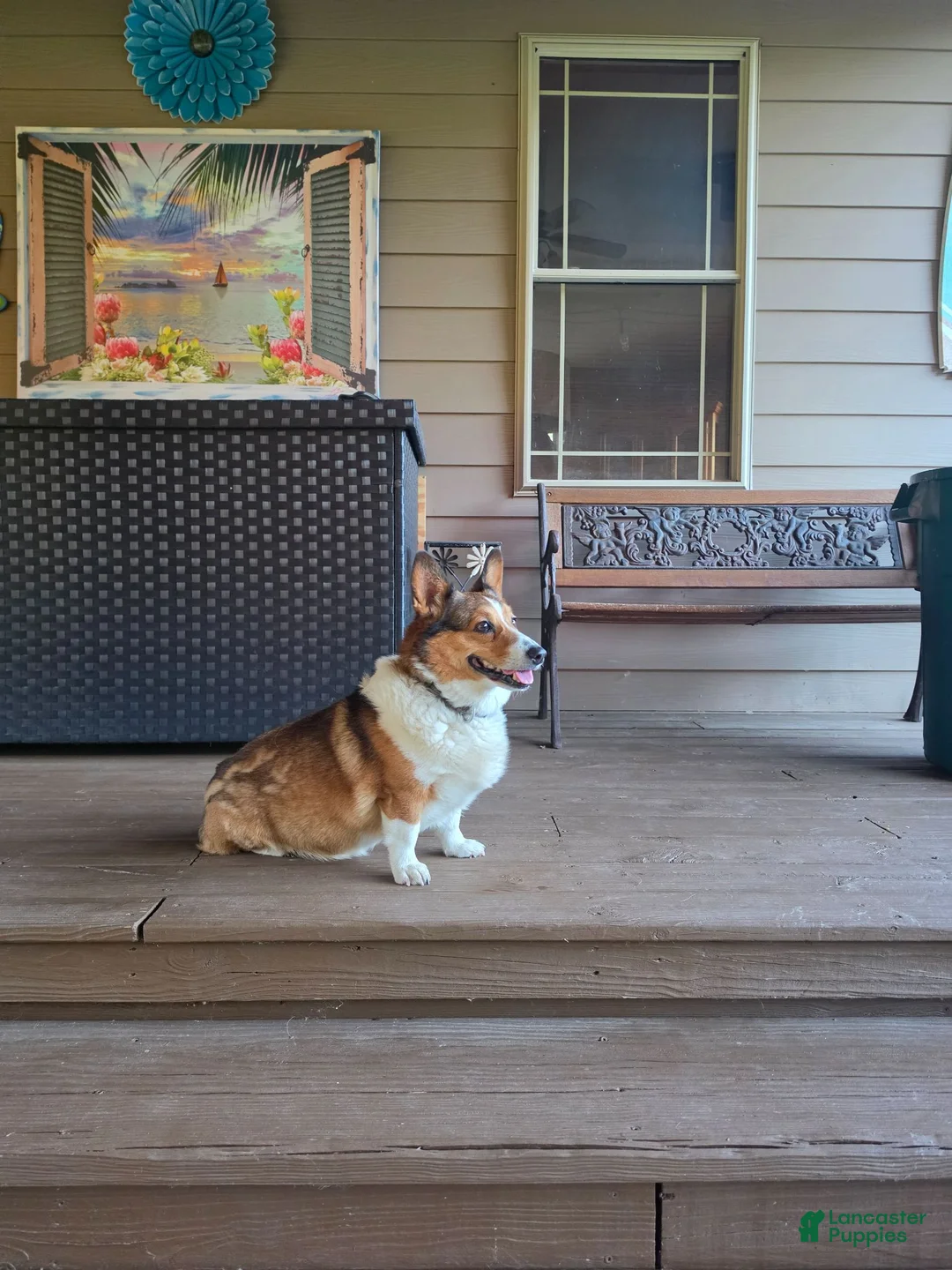 Welsh Corgi Pembroke dogs for sale: Welsh Corgi Pembroke 1 - Ad 7