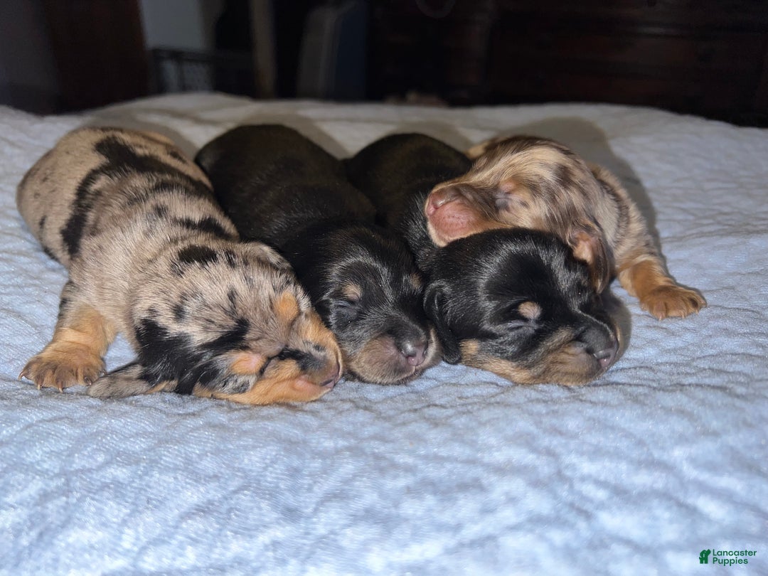 Miniature Dachshund dogs for sale: Smooth ch bred  - Ad 3