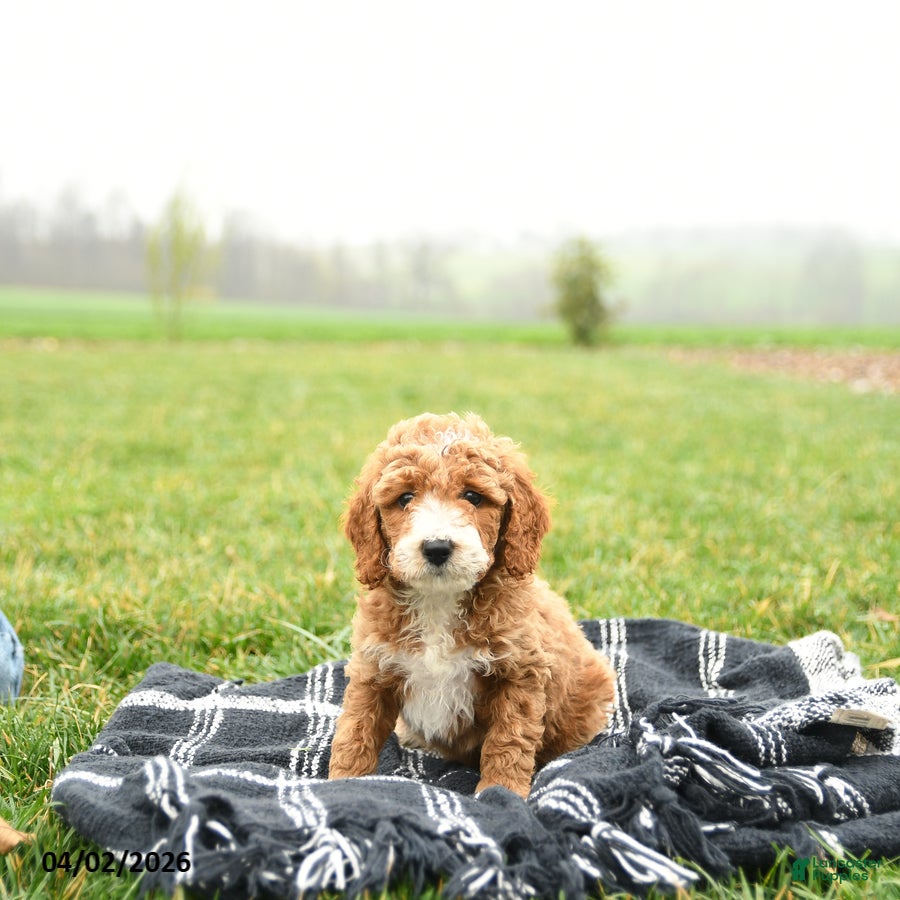 Mini Goldendoodle dogs Thunder - Ad 2