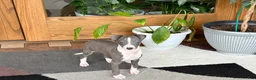 Italian Greyhound dogs for sale: Jerry - Ad 1