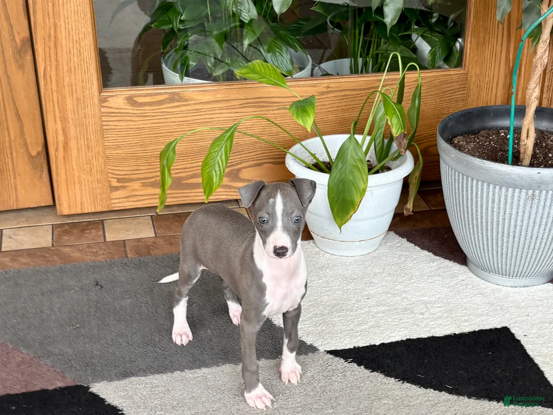 Italian Greyhound dogs for sale: Jerry - Ad 1