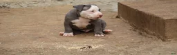American Bully dogs for sale: King Kong - Ad 9