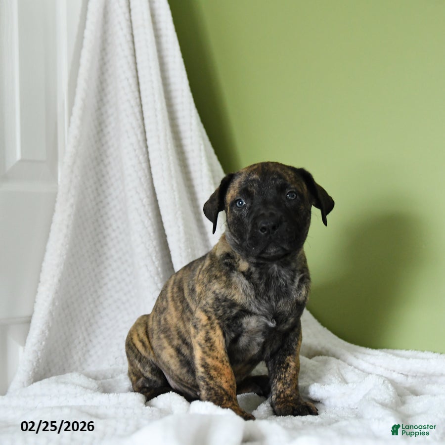 South African Boerboels dogs Brenda - Ad 1