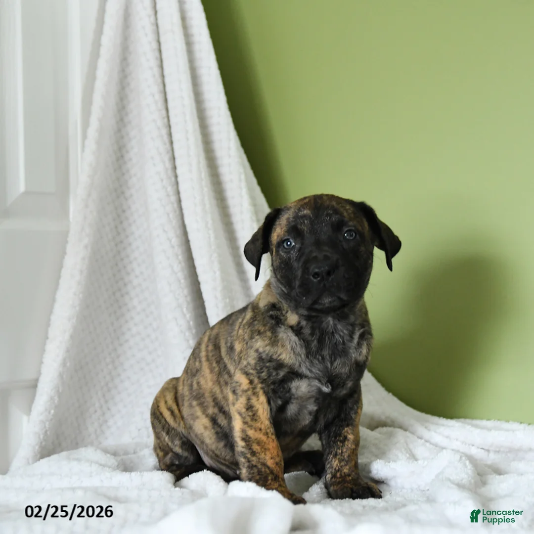 South African Boerboels dogs for sale: Brenda - Ad 1