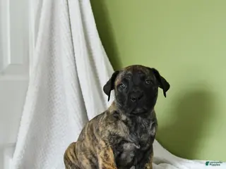 South African Boerboels dogs for sale: Brenda - Ad 3