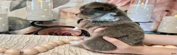 Chihuahua dogs for sale: Nova - Ad 4