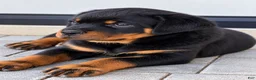 Rottweiler dogs for sale: Rottweiler AKC - Ad 1