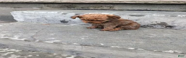 Mixed Breed 2