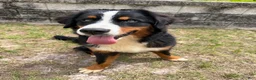 Bernese Mountain Dog dogs for sale: Bernese Mountain Dog Puppy 1 - Ad 3