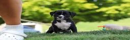 Boxer dogs for sale: Lucy - Ad 7
