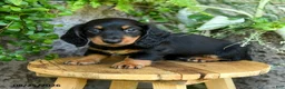 Miniature Dachshund dogs for sale: Elliot - Ad 5