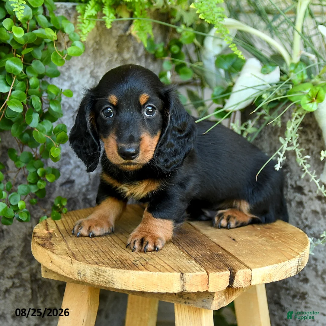 Miniature Dachshund dogs for sale: Elliot - Ad 5