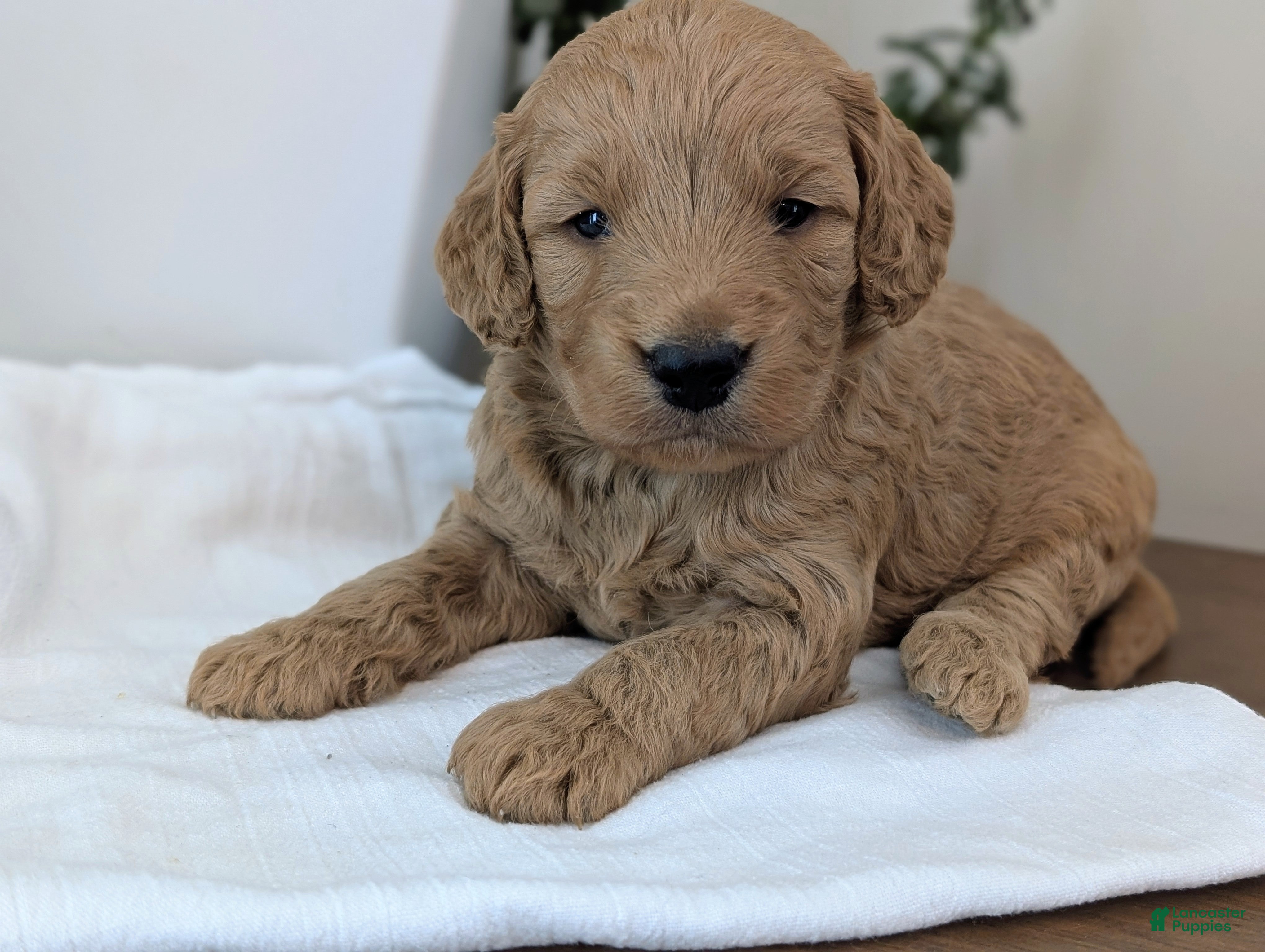 Mini Goldendoodle dogs Captain - Ad 1