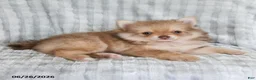 Pomsky dogs for sale: Jimmy - Ad 3