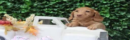 Miniature Dachshund dogs for sale: Saffron - Ad 3