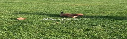 Chihuahua dogs for sale: Chihuahua 1 - Ad 5