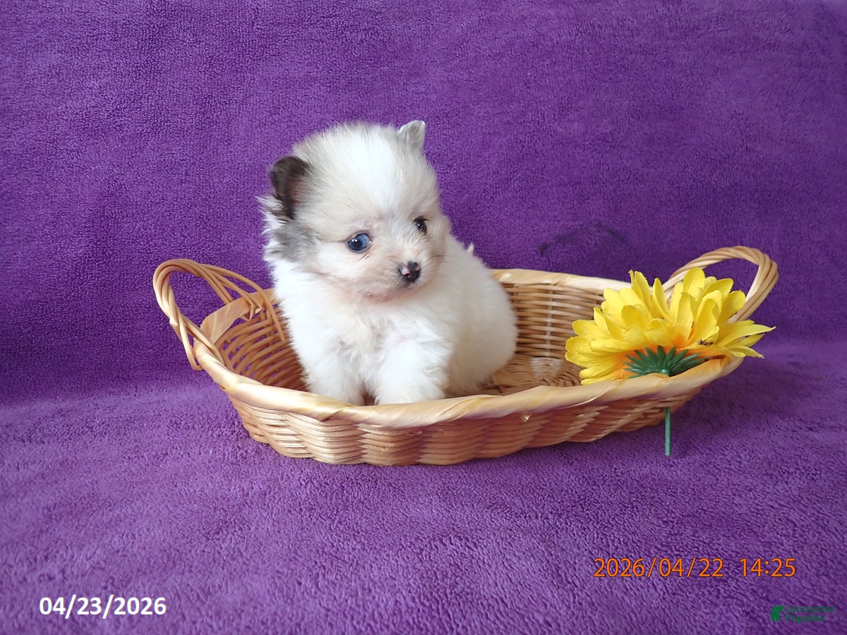 Pomeranian dogs Valentine - Ad 1
