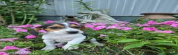 Beagle dogs for sale: Bonnie - Ad 1