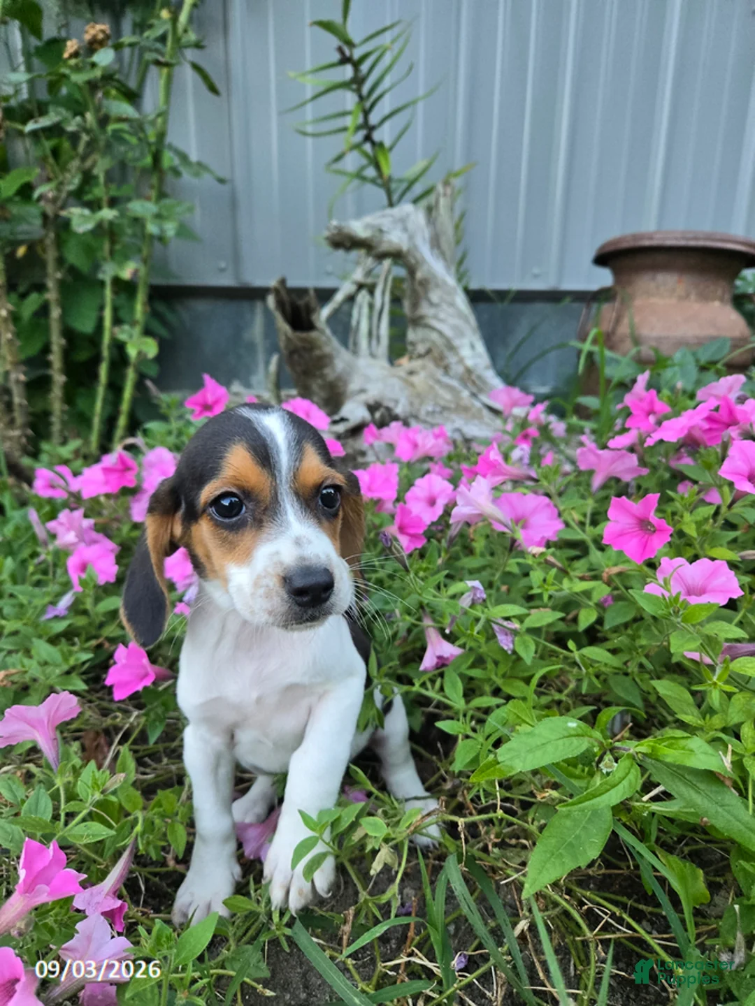 Beagle dogs for sale: Bonnie - Ad 1