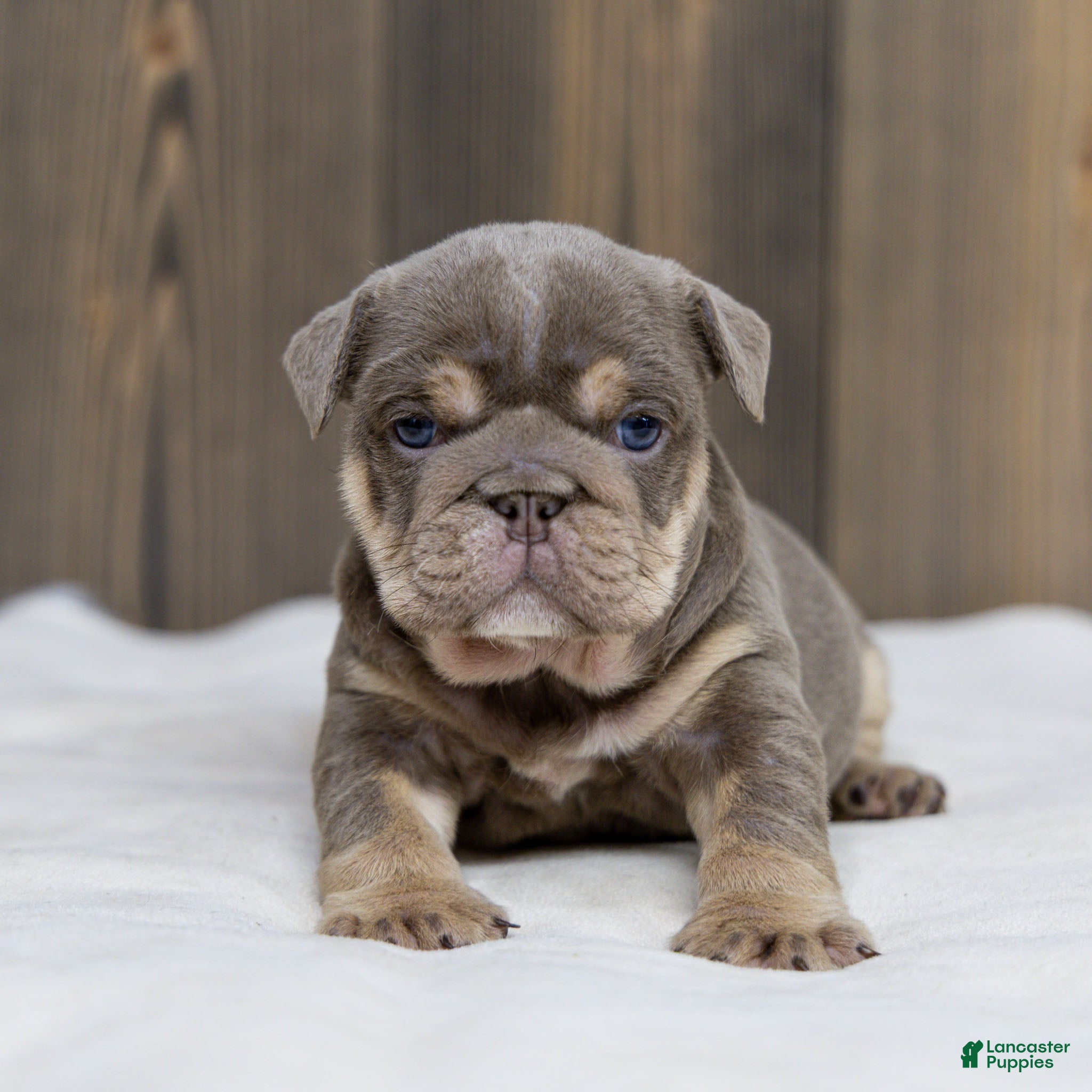 English Bulldog dogs Indigo Pearl English Bulldog Puppy  - Ad 1