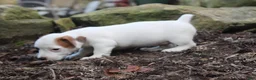 Jack Russell Terrier dogs for sale: Bandit - Ad 4