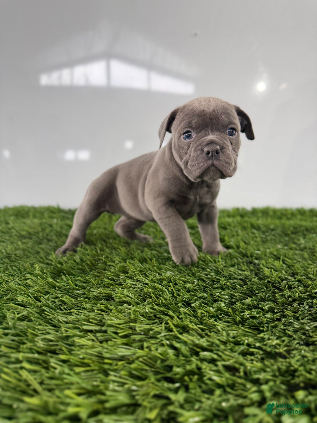 Olde English Bulldogge dogs for sale: Trixie - Ad 2
