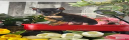 Miniature Pinscher dogs for sale: 🎀Queenie - Ad 2