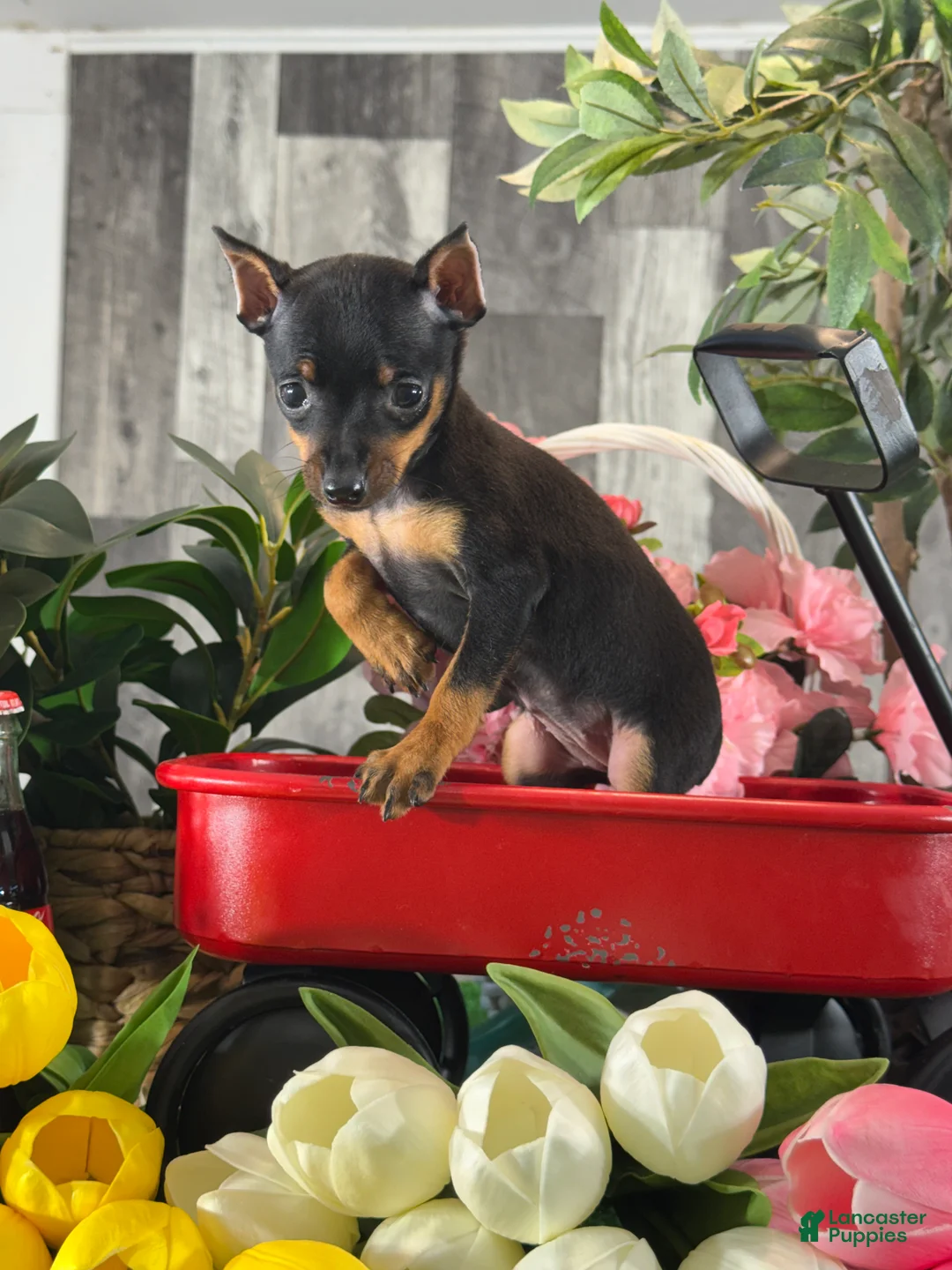 Miniature Pinscher dogs for sale: 🎀Queenie - Ad 2