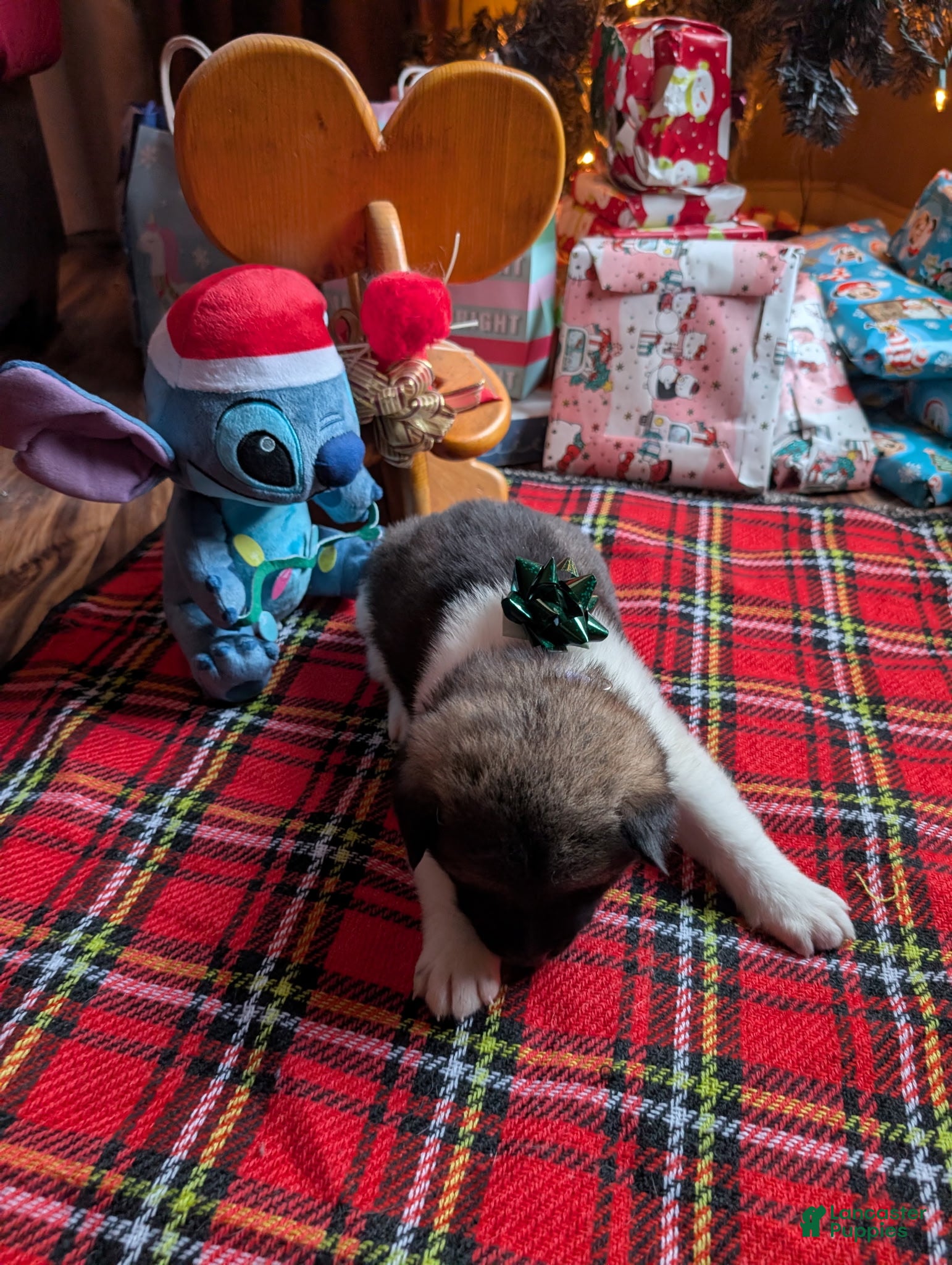 Akita dogs Troy - Ad 11