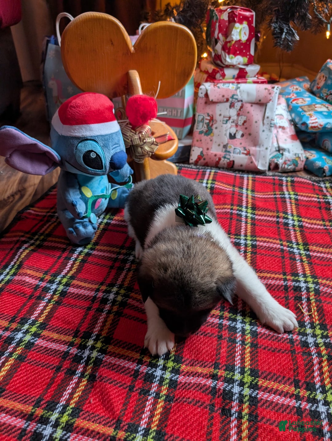 Akita dogs for sale: Akita Puppy 4 - Ad 1