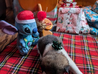 Akita dogs Akita Puppy 4 - Ad 23