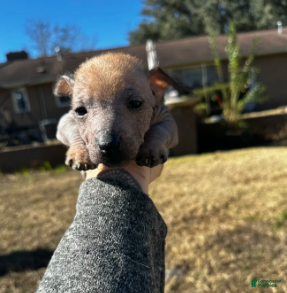 Xoloitzcuintle dogs Dot - Ad 2