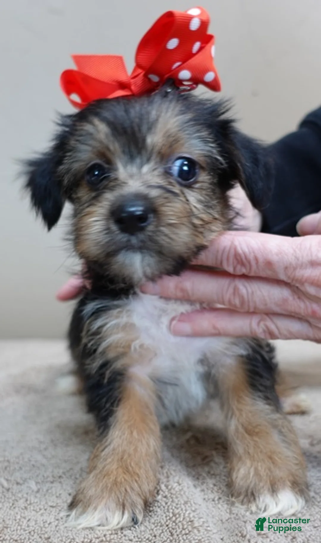 Yorkshire Terrier dogs for sale: Rio  - Ad 3