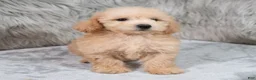 Mini Goldendoodle dogs for sale: Max ID: 3856 - Ad 6