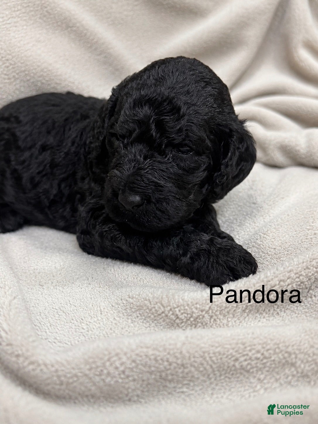 Standard Poodle dogs Pandora  - Ad 1