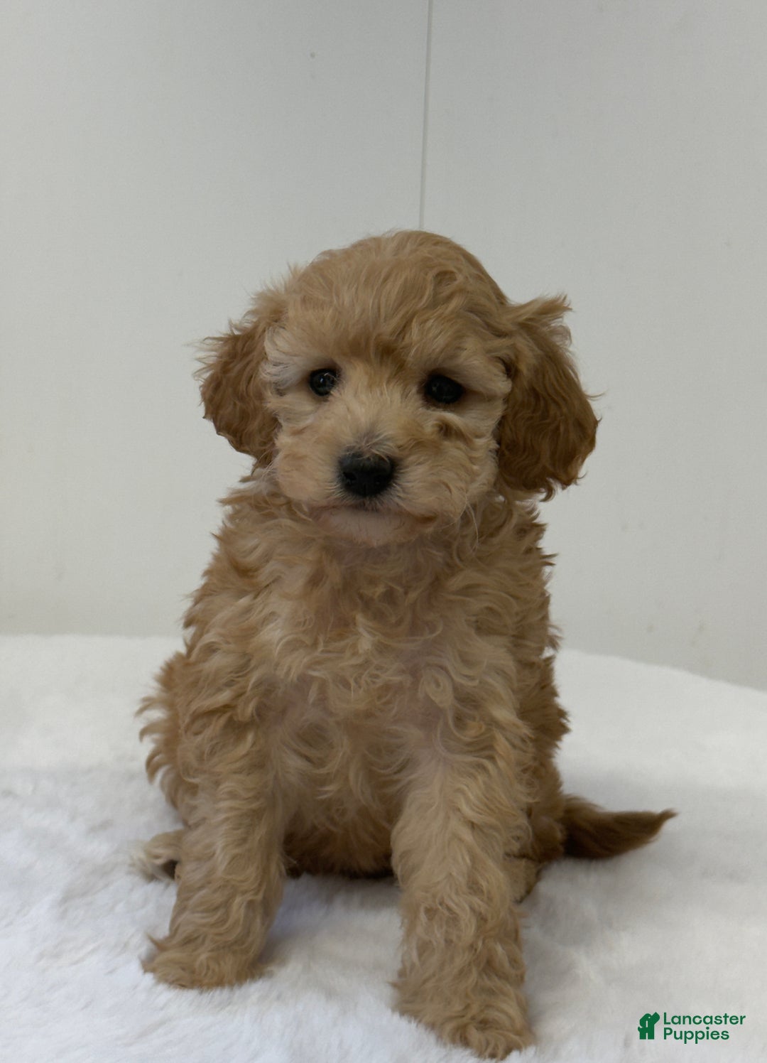 Mini Goldendoodle dogs for sale: Penelope  - Ad 1