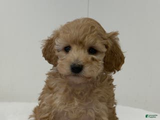 Mini Goldendoodle dogs Penelope - Ad 11
