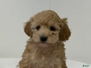 Mini Goldendoodle dogs Penelope - Ad 7