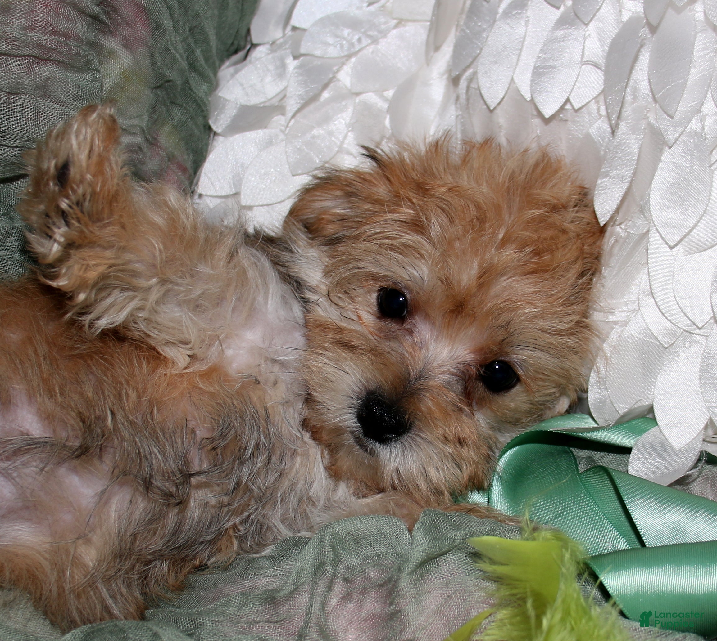 Morkie dogs Moses - Ad 1