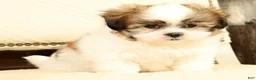 Malshi dogs for sale: Braxton - Ad 3