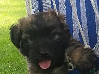 Soft Coated Wheaten Terrier dogs Boomer - Ad 1