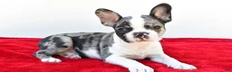 Frenchton dogs for sale: Bella  - Ad 1