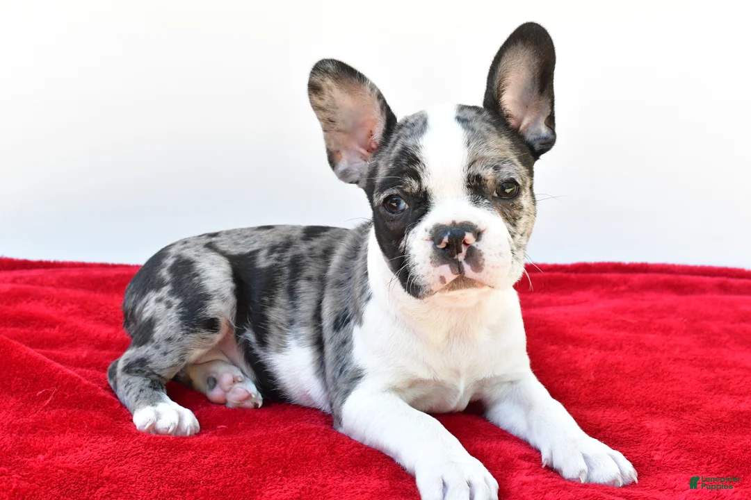 Frenchton dogs for sale: Bella  - Ad 1