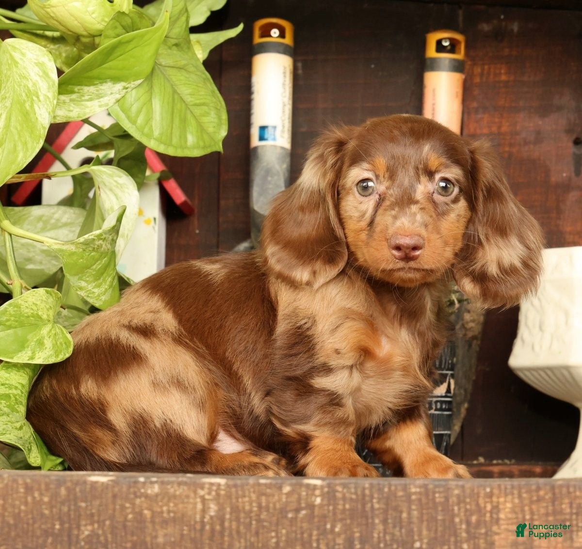 Miniature Dachshund dogs for sale: Bella - Ad 3
