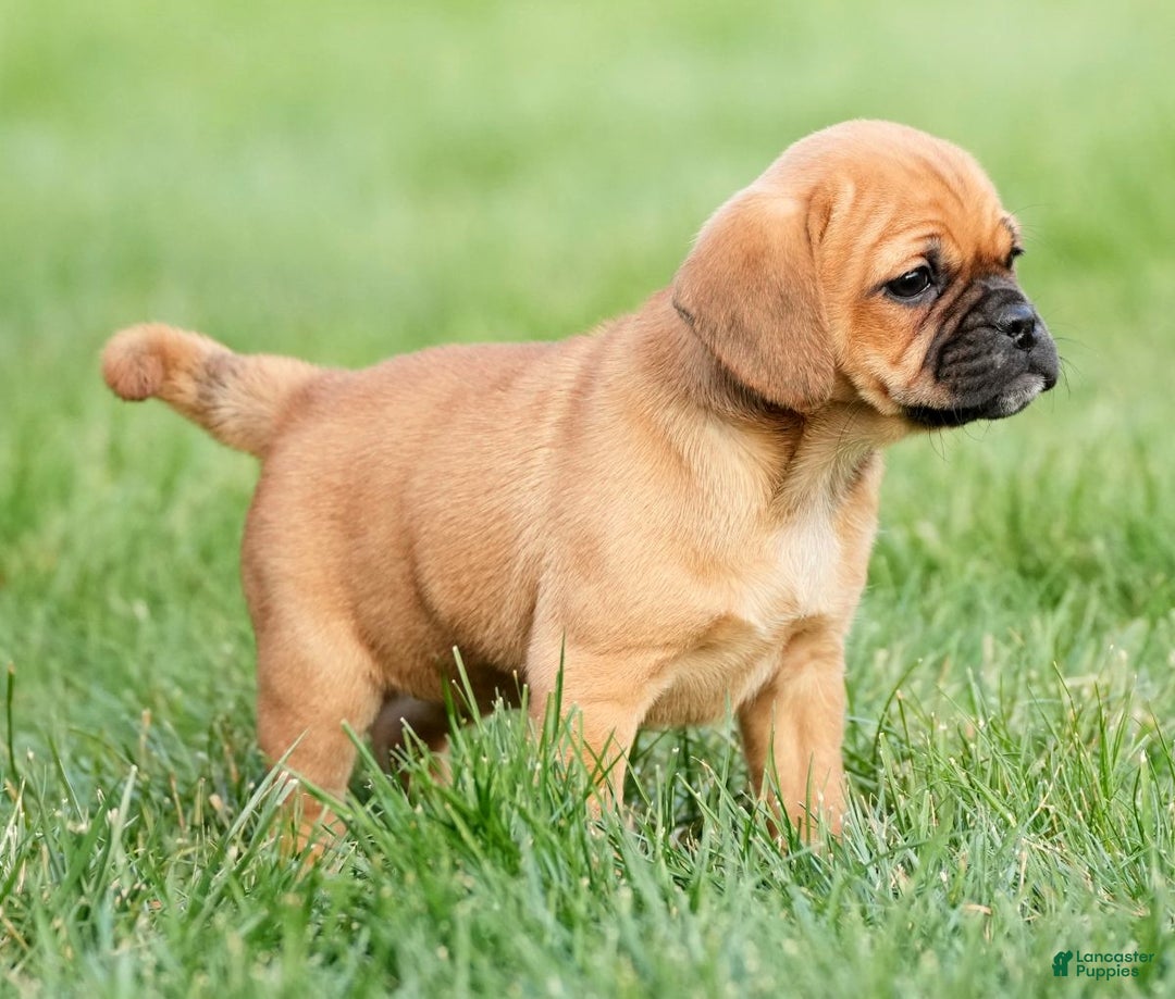 Puggle dogs for sale: Chloe - Ad 3