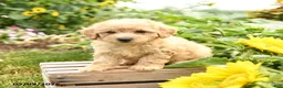 Maltipoo dogs for sale: Biscuit - Ad 3