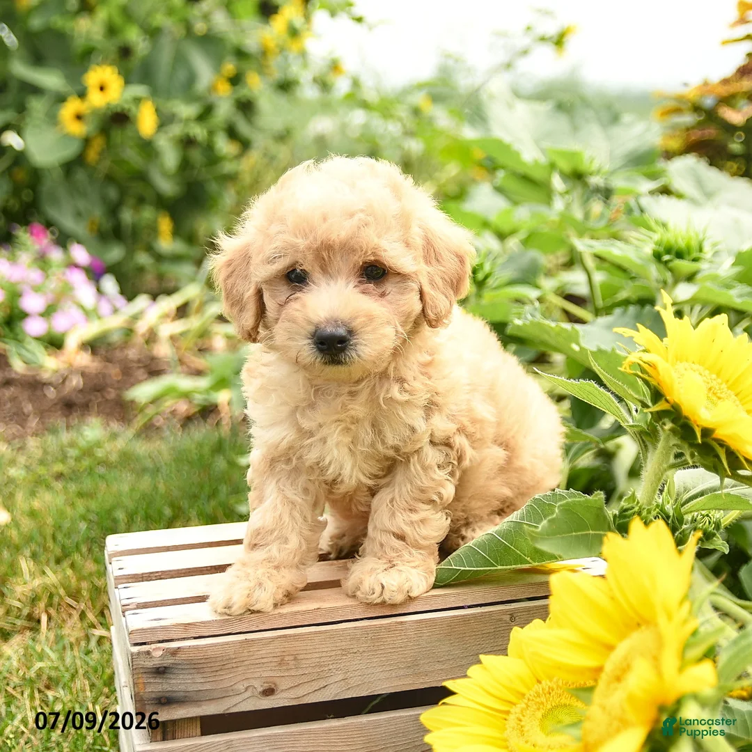 Maltipoo dogs for sale: Biscuit - Ad 3